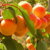 Куйбышевский Юбилейный_0x160 Любимый сад